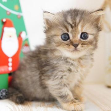 ミヌエット(長足)【神奈川県・女の子・2022年11月1日・トーティ―シェル】の写真「愛らしいお顔」