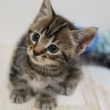 マンチカン(短足)【神奈川県・男の子・2022年5月27日・ブラウンタビー】の写真「短足♥明るく社交的」