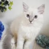 ラガマフィン【神奈川県・男の子・2022年10月28日・ブルーリンクスポイントミテッド】の写真1「1/16撮影」