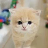 ラガマフィン【神奈川県・男の子・2022年11月3日・クリームタビー&ホワイト】の写真1「12/1撮影」