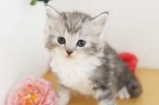 ラガマフィン【神奈川県・女の子・2021年10月8日・シルバータビー&ホワイト】の写真4