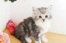 ラガマフィン【神奈川県・女の子・2021年10月8日・シルバータビー&ホワイト】の写真5