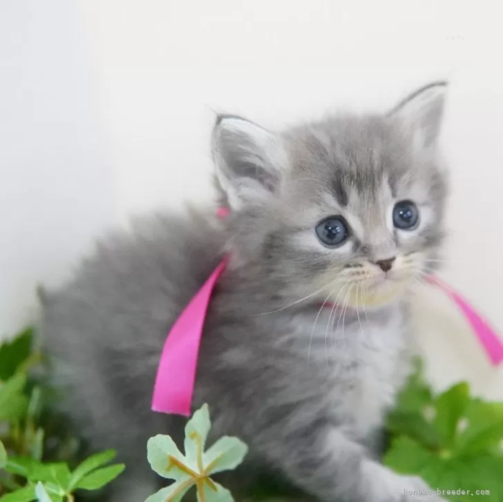 ID：2503-00488の子猫