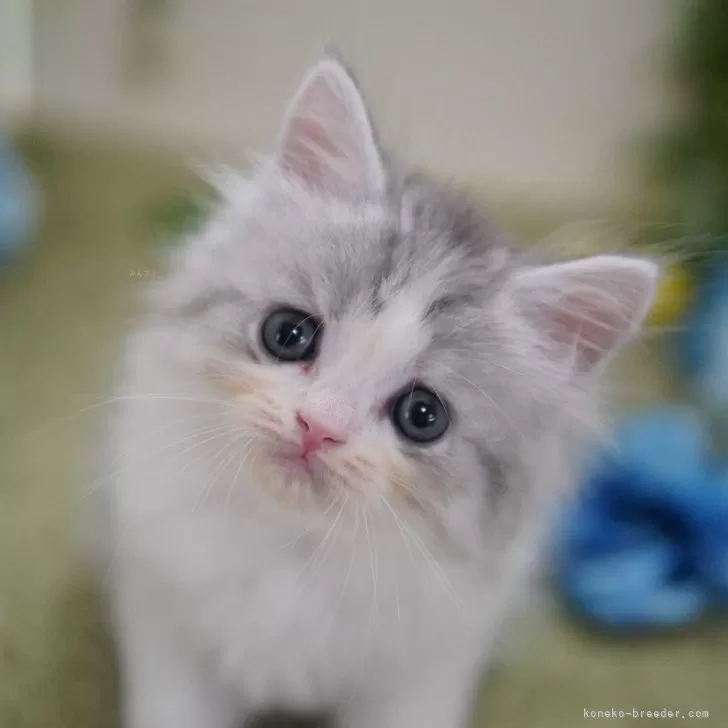 ID:2506-00468の子猫