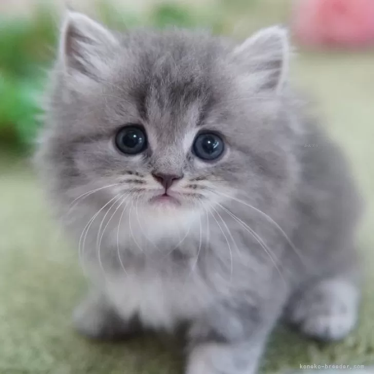 ID:2506-00472の子猫