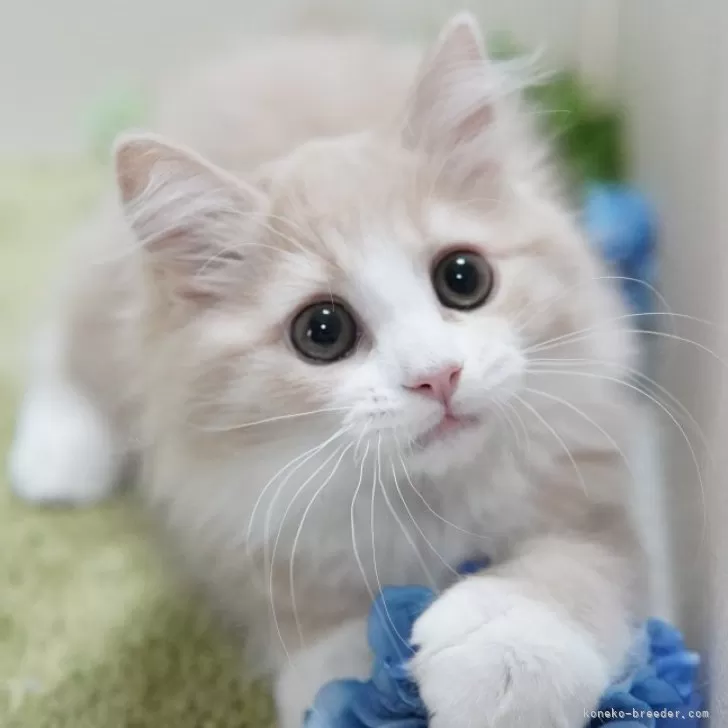ID：2502-00450の子猫