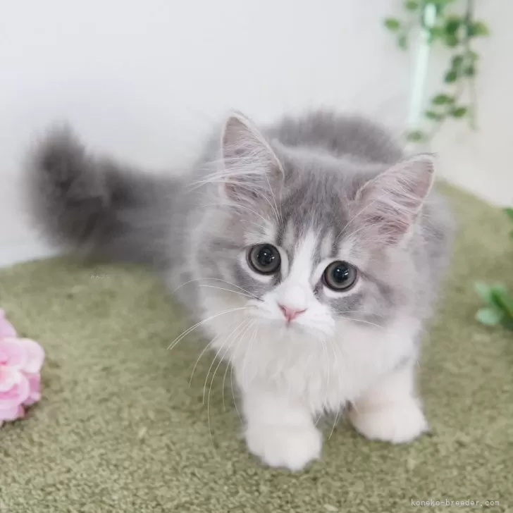ID：2506-00470の子猫