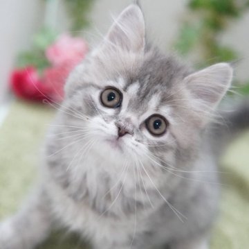 ラガマフィン【神奈川県・女の子・2024年12月7日・ブルークリーム（ミディアム）】の写真「モフっとキュート💛」