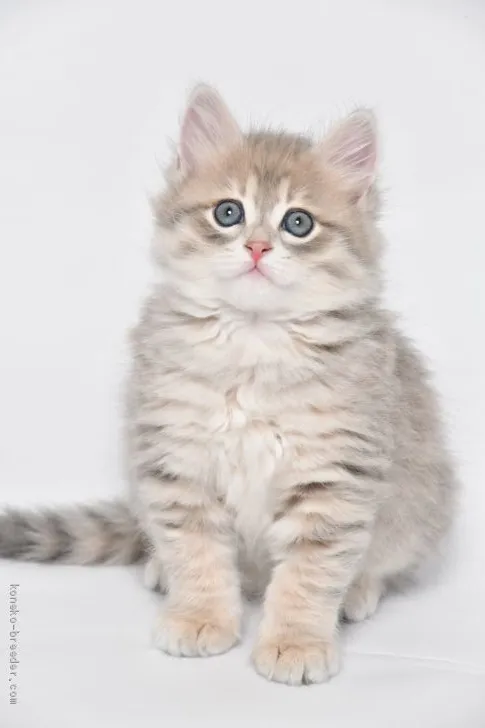 アレク 様のお迎えした子猫