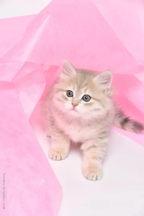 K・O 様のお迎えした子猫