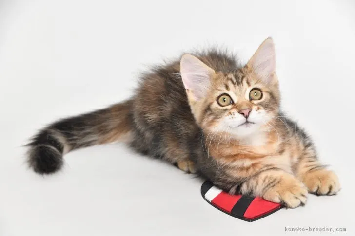 sssi 様のお迎えした子猫