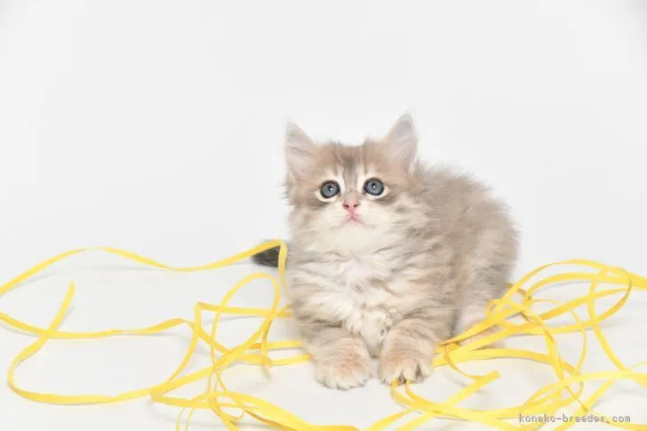 ID：2107-02077の子猫