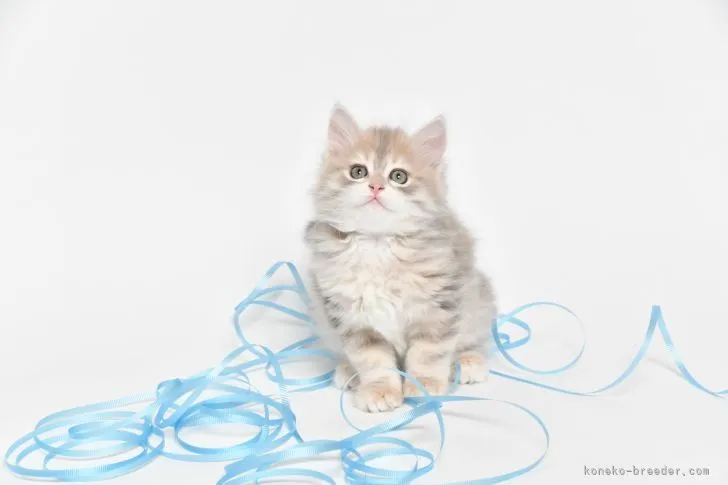 じゅんじゅん 様のお迎えした子猫