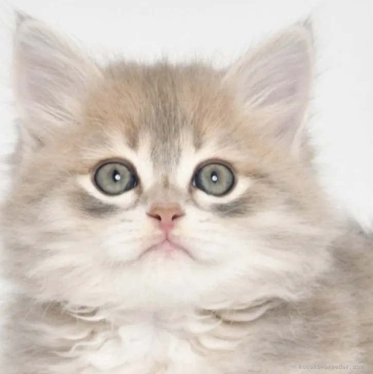 ID：2304-00365の子猫