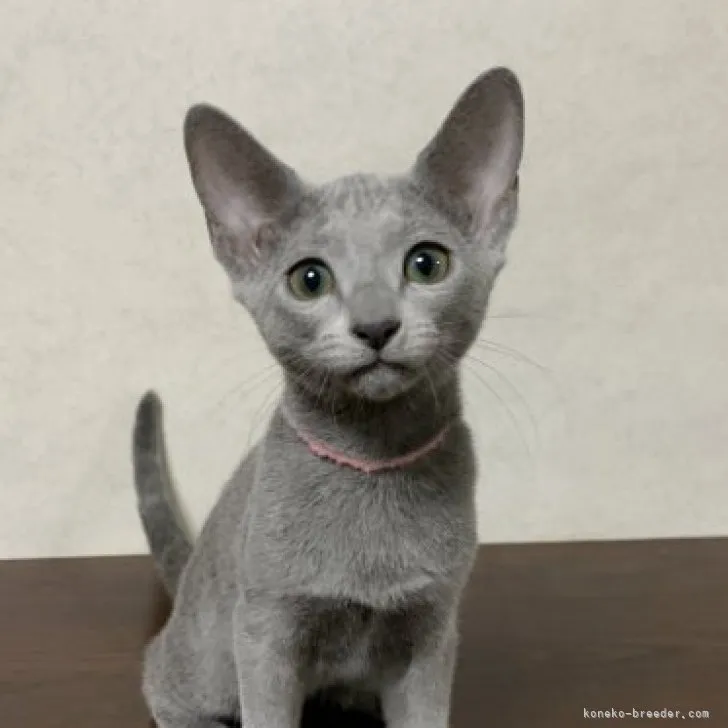 H.Ｉ 様のお迎えした子猫