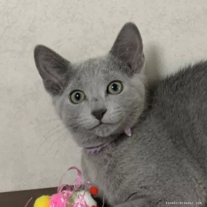 ID：2312-00251の子猫