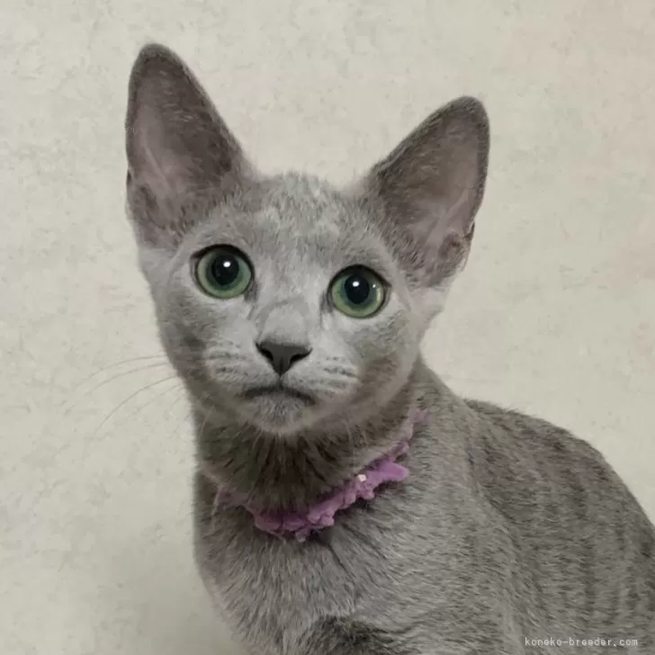 ID：2409-00015の子猫