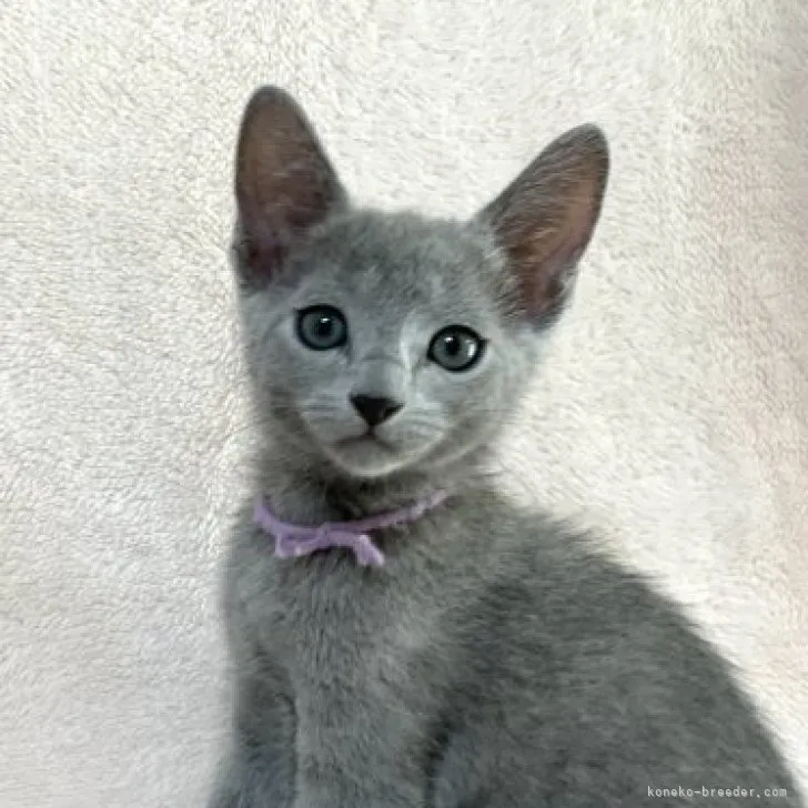 ID：2308-03003の子猫