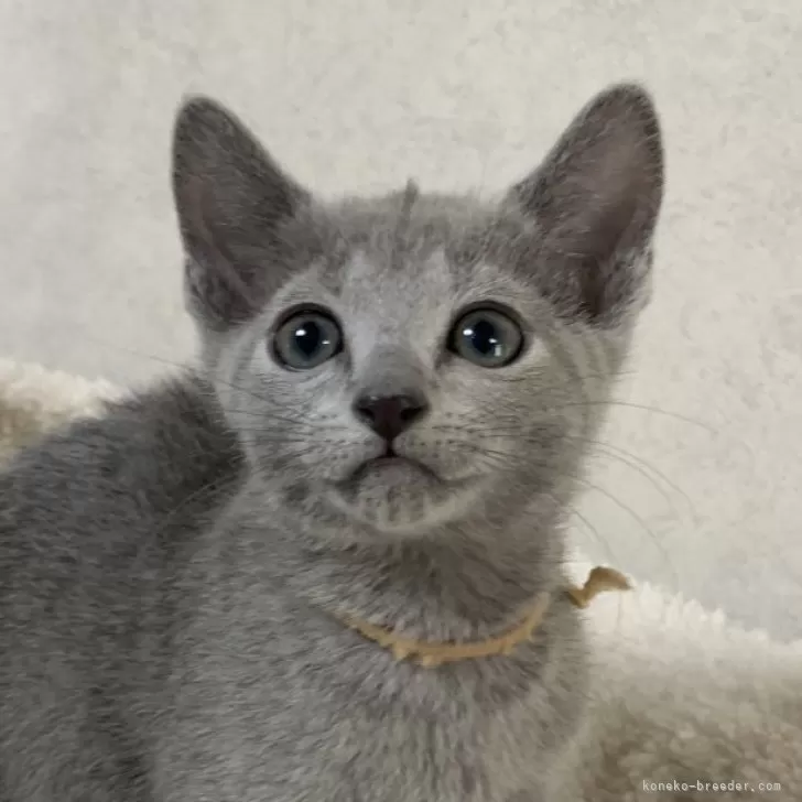 ID：2412-01545の子猫