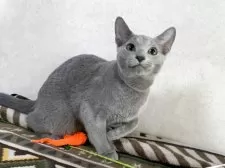 ロシアンブルー【埼玉県・男の子・2025年5月30日・ブルー】の写真5