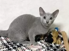 ロシアンブルー【埼玉県・男の子・2025年5月30日・ブルー】の写真9