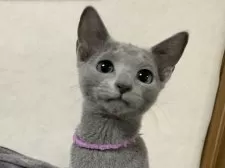 ロシアンブルー【埼玉県・男の子・2024年8月11日・ブルー】の写真4