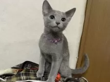 ロシアンブルー【埼玉県・男の子・2024年8月11日・ブルー】の写真2