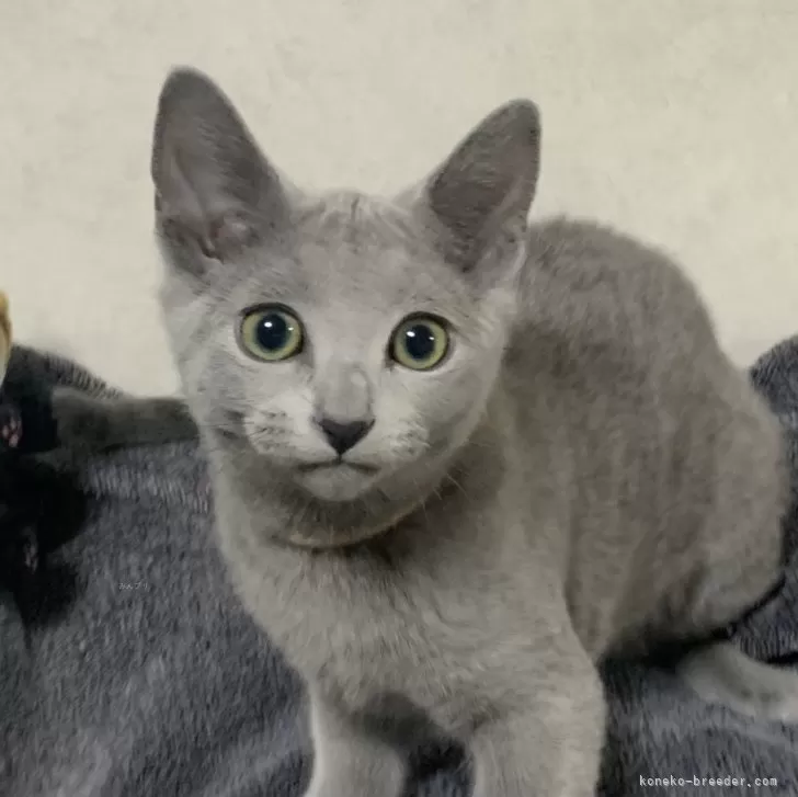 ID：2503-00458の子猫