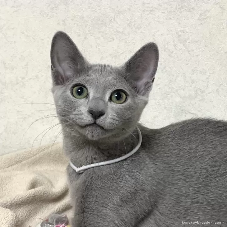 ID：2412-01544の子猫