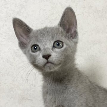 ロシアンブルー【埼玉県・男の子・2025年9月8日・ブルー】の写真「可愛い男の子です。」