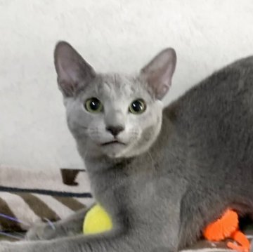 ロシアンブルー【埼玉県・男の子・2025年5月30日・ブルー】の写真「懐っこく遊ぶの大好き男の子。」