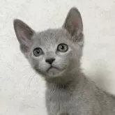 ロシアンブルー