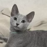 ロシアンブルー【埼玉県・男の子・2024年10月13日・ブルー】の写真1