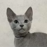 ロシアンブルー【埼玉県・男の子・2024年10月13日・ブルー】の写真1