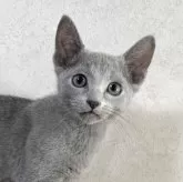 ロシアンブルー