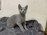 ロシアンブルー【埼玉県・女の子・2024年12月16日・ブルー】の写真2