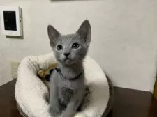 ロシアンブルー【埼玉県・男の子・2024年10月13日・ブルー】の写真5