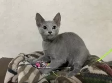 ロシアンブルー【埼玉県・男の子・2024年10月13日・ブルー】の写真2