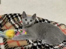 ロシアンブルー【埼玉県・女の子・2024年12月16日・ブルー】の写真8