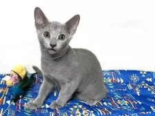 ロシアンブルー【埼玉県・男の子・2025年5月30日・ブルー】の写真10