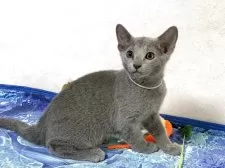 ロシアンブルー【埼玉県・男の子・2025年5月30日・ブルー】の写真11