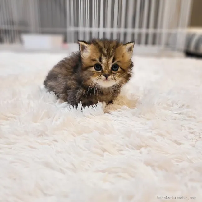 ID：2111-00076の子猫