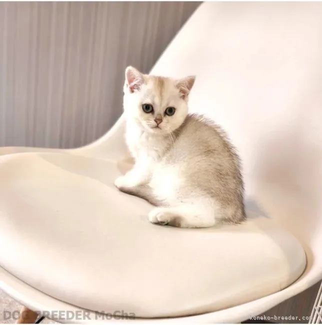 ID:2203-01188の子猫