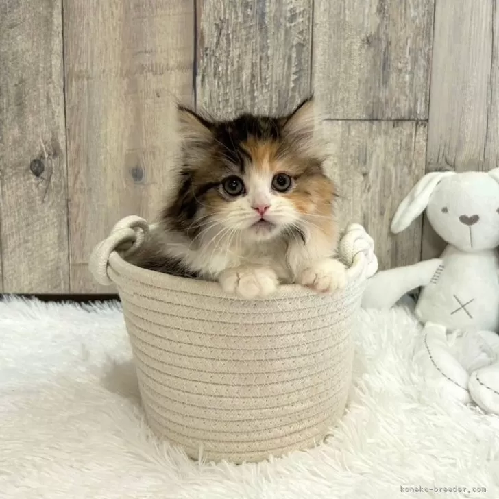 ID：2404-00719の子猫