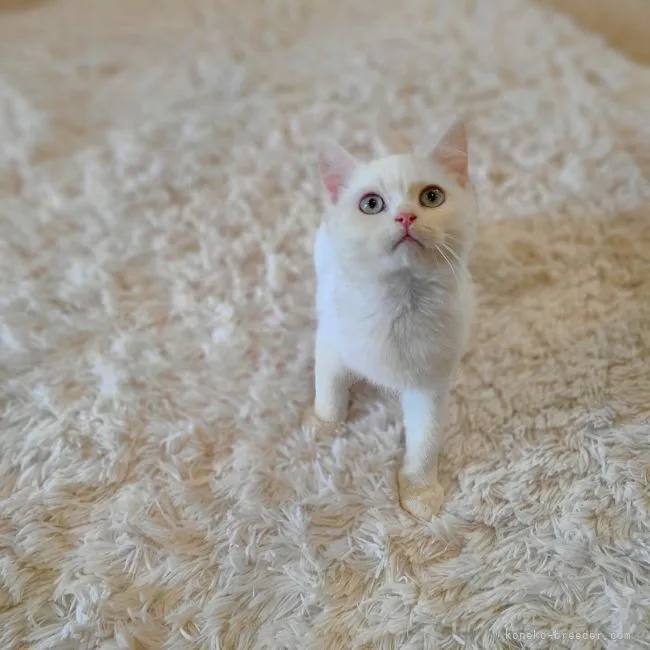 ID：2112-00118の子猫