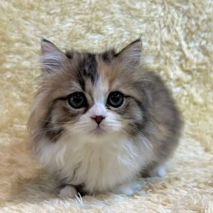 ID：2310-00389の子猫