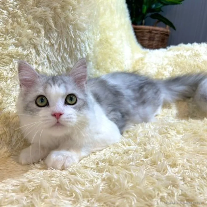 ID:2305-02070の子猫