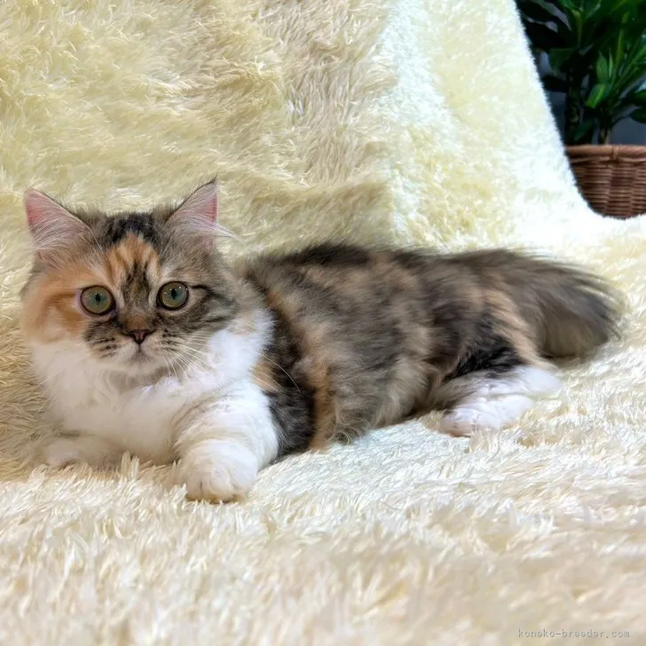 ID：2304-00156の子猫
