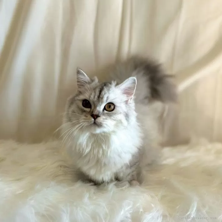 マンチカン(短足)【千葉県・女の子・2023年7月23日・シルバータビー】の写真1