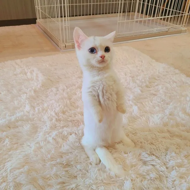 ID：2111-01230の子猫